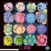 Buffalo Games Photography Sweet Succulents 300 Large Piece Jigsaw Puzzle B07N4Q71KQ